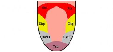 dil